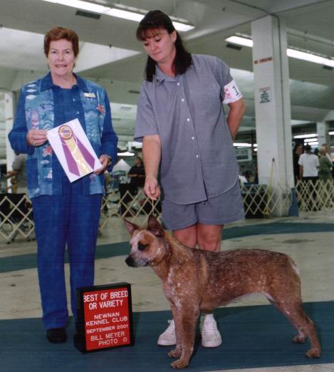 Pinky winning Best of Breed at 9 months of age