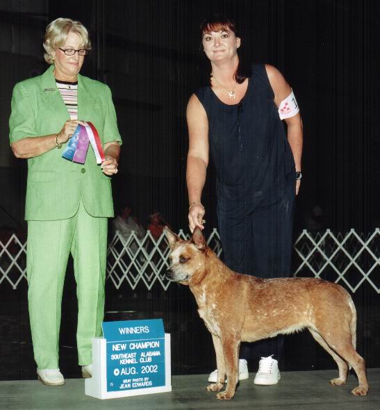 Pinky finishing her AKC Championship