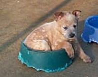 pup in bowl