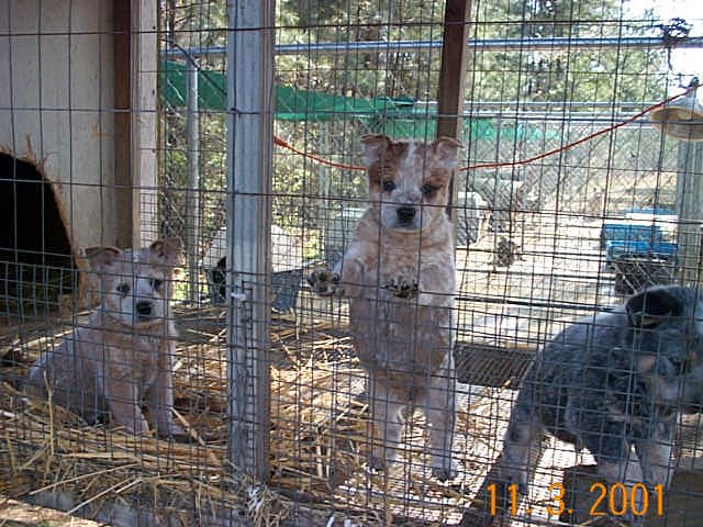 Pups in box