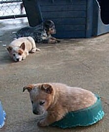 pups in pen