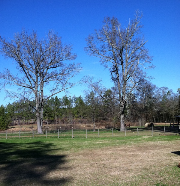2008 Timber Ranch & Kennels