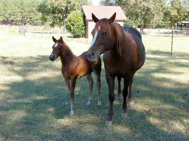 Coco 2006 bay stud colt