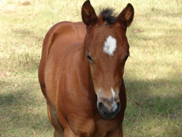 Coco 2006 bay stud colt