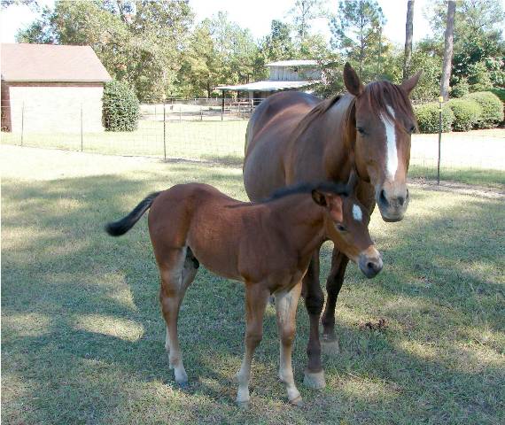 Coco 2006 bay stud colt