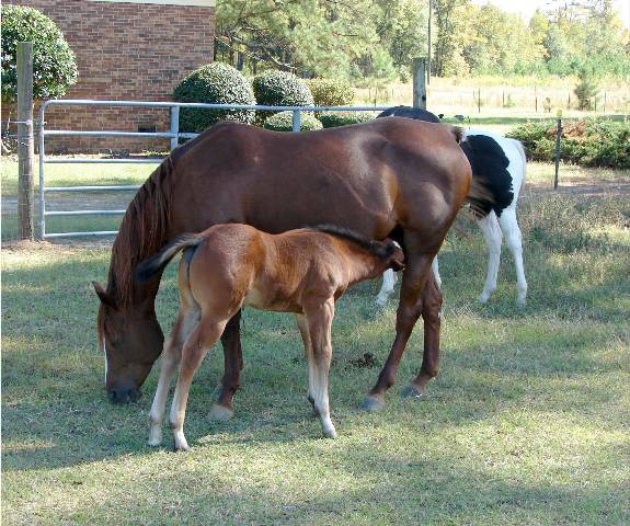 Coco 2006 bay stud colt