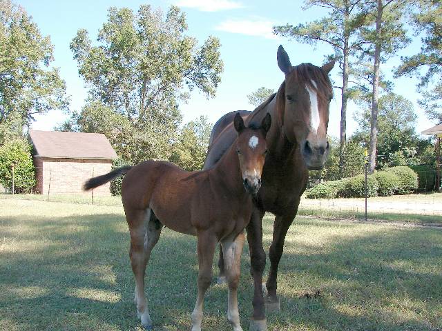 Coco 2006 bay stud colt