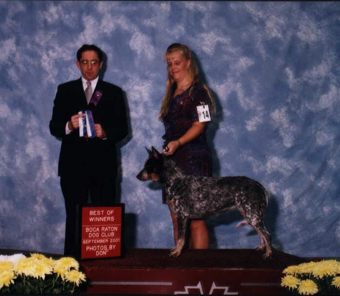 Best of Winners at Boca Raton Kennel Club