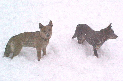 Snow Angels 2002 - Tennesse and Haystack