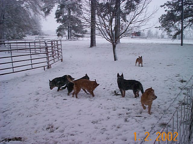 Timber Kennels 2002