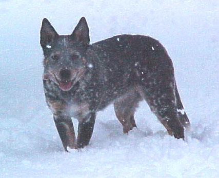 Tennesse playing in the snow 2002