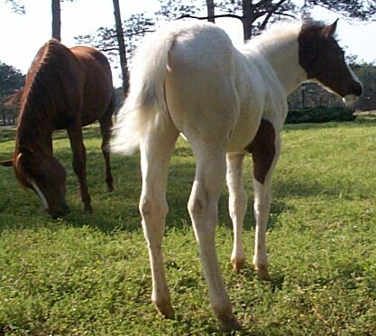 Coco 2005 filly