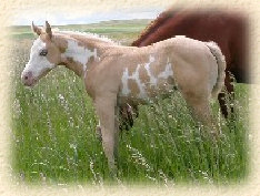 Zip filly-weanling 2004