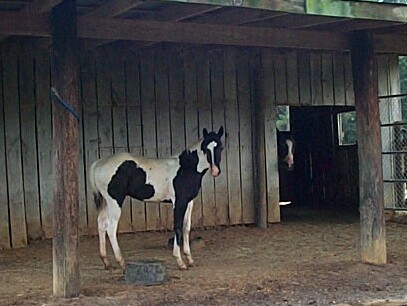 Cookie colt 2006