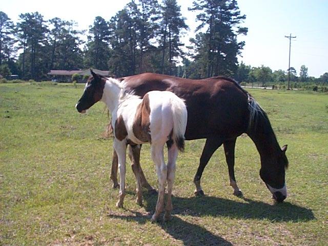 Cookie colt 2006
