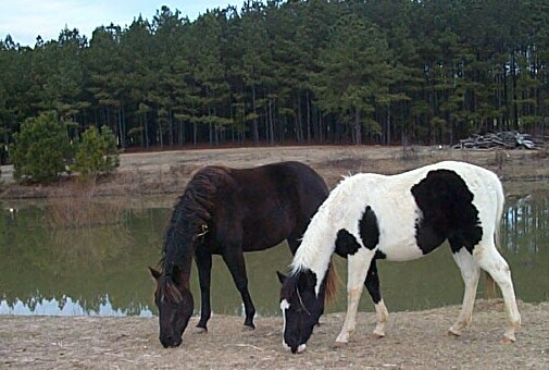 Lark and Freckles 2008