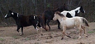 Timber Ranch