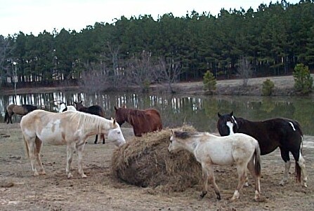 Timber Ranch