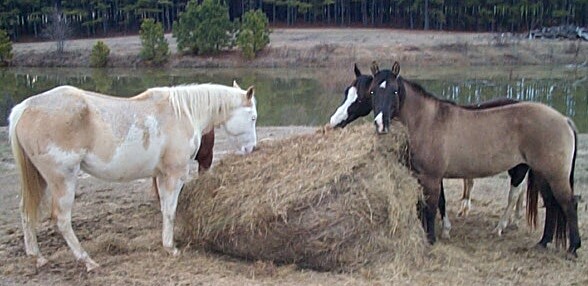 Timber Ranch