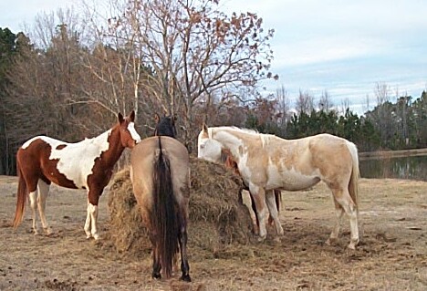 Timber Ranch