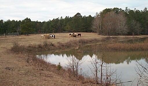 Timber Ranch