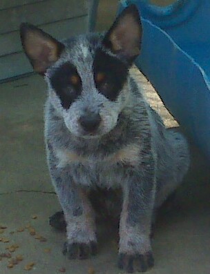 Clooney puppy pics