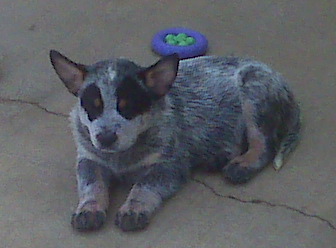 Clooney puppy pics