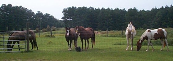 5 Timber mares 9-2-07