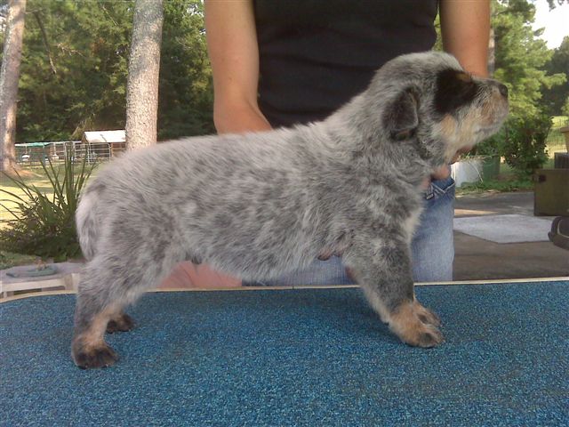 Clooney puppy pics