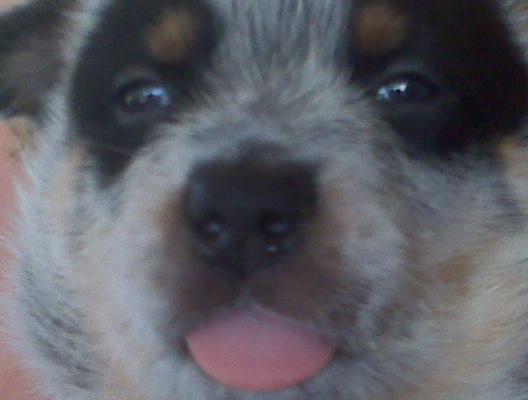 Clooney puppy pics