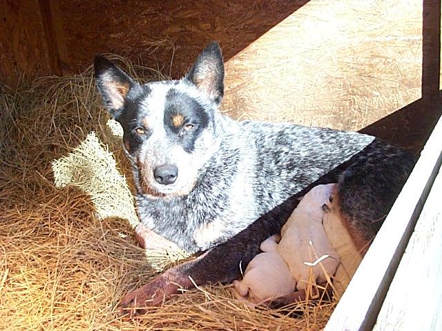 12-25-02 litter