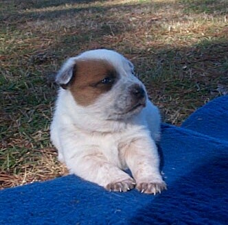 Crush X Alina litter 12-04