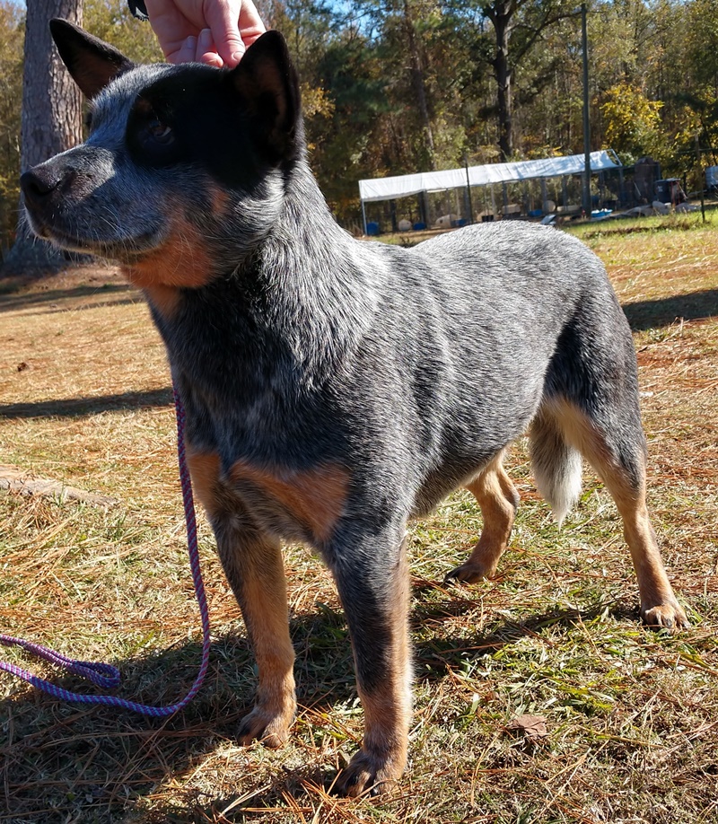 Andi
