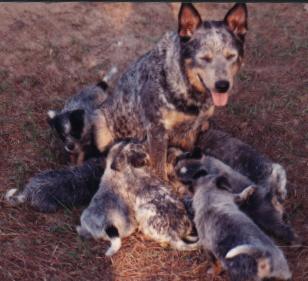 4-4-00 litter