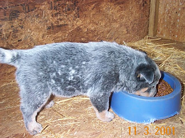 Baby Tank