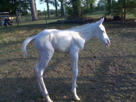 Blondie X Sky foal 2008