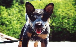 Dixie