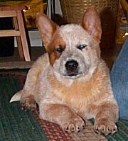 roady as a puppy
