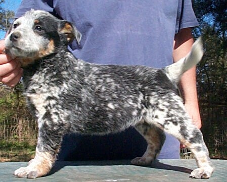 Buffy litter 2-15-04 