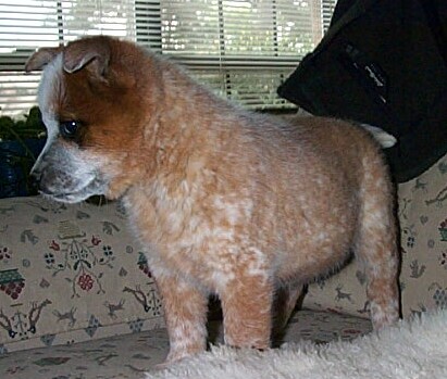 Buffy litter 2-15-04 