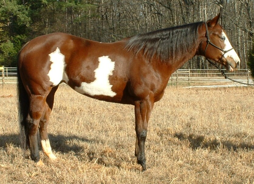 Cheyenne
