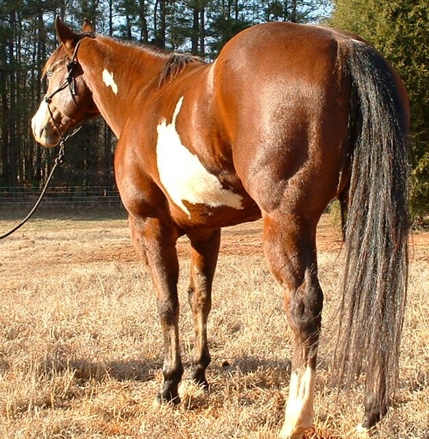 Cheyenne