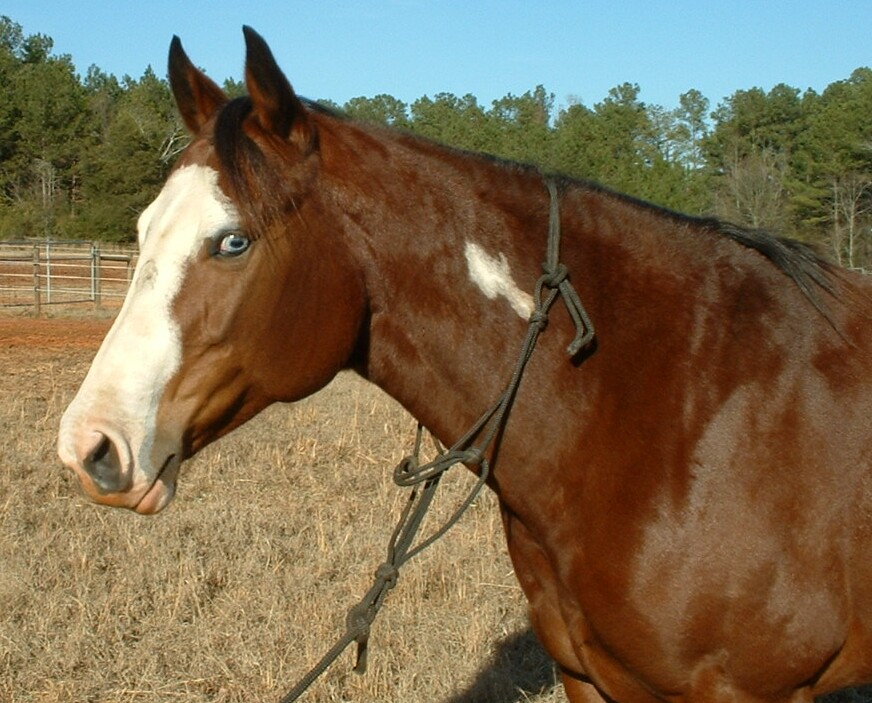 Cheyenne