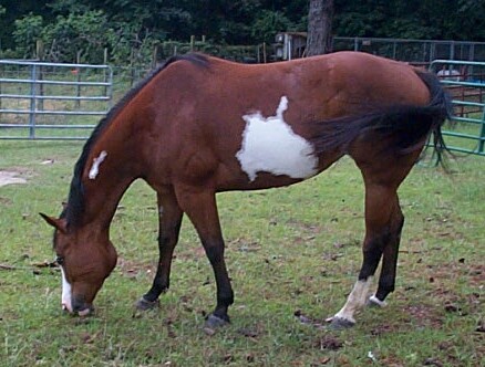 Cheyenne