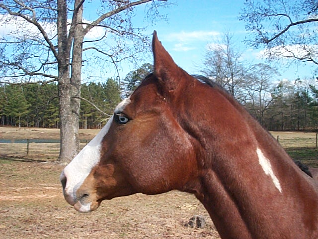 Cheyenne