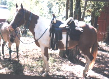 Chili under saddle