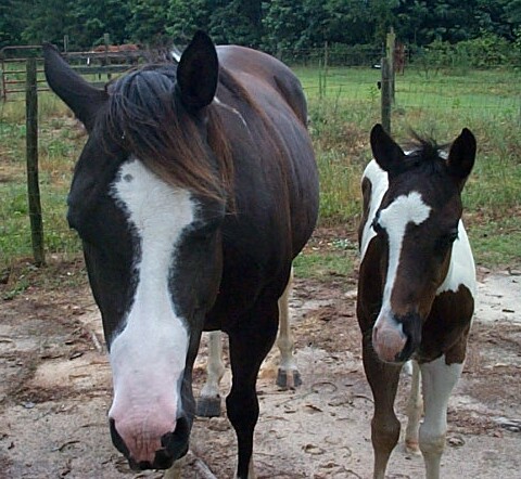 Cookie colt 2006