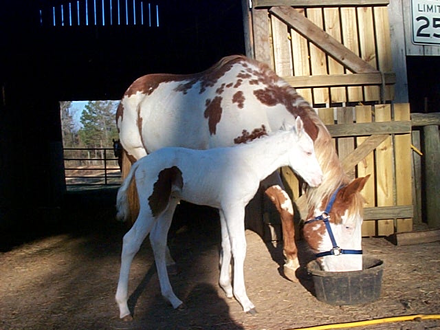 High Colt