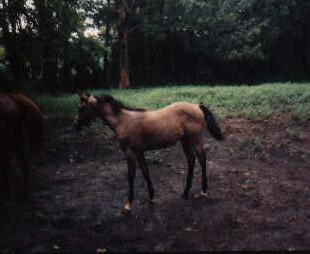 Fancy as weanling