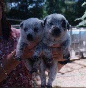 4-4-00 litter